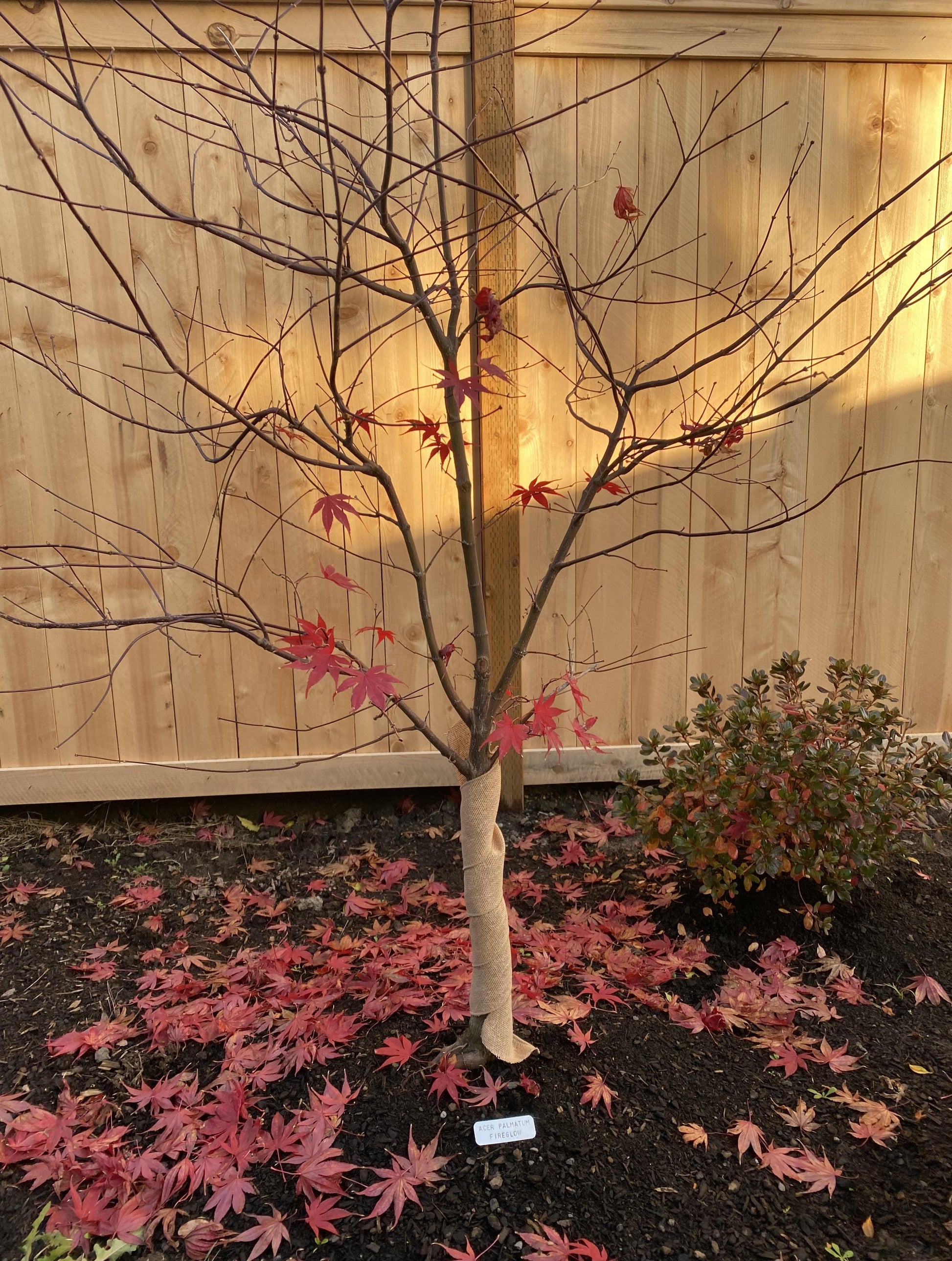 Acer Palmatum 'winter Orange' - View 24 from www redcrocus com