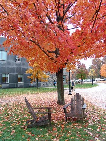 Acer Palmatum 'winter Orange' - View 25 from www redcrocus com