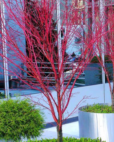 Acer Palmatum 'winter Orange' - View 26 from www redcrocus com