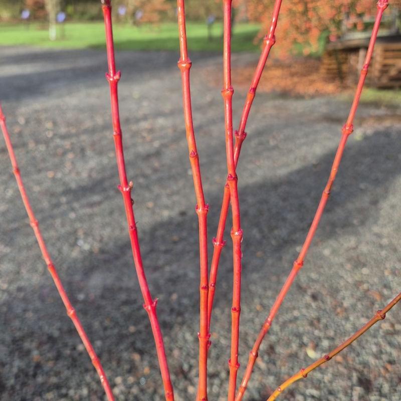 Acer Palmatum 'winter Orange' - View 27 from www redcrocus com