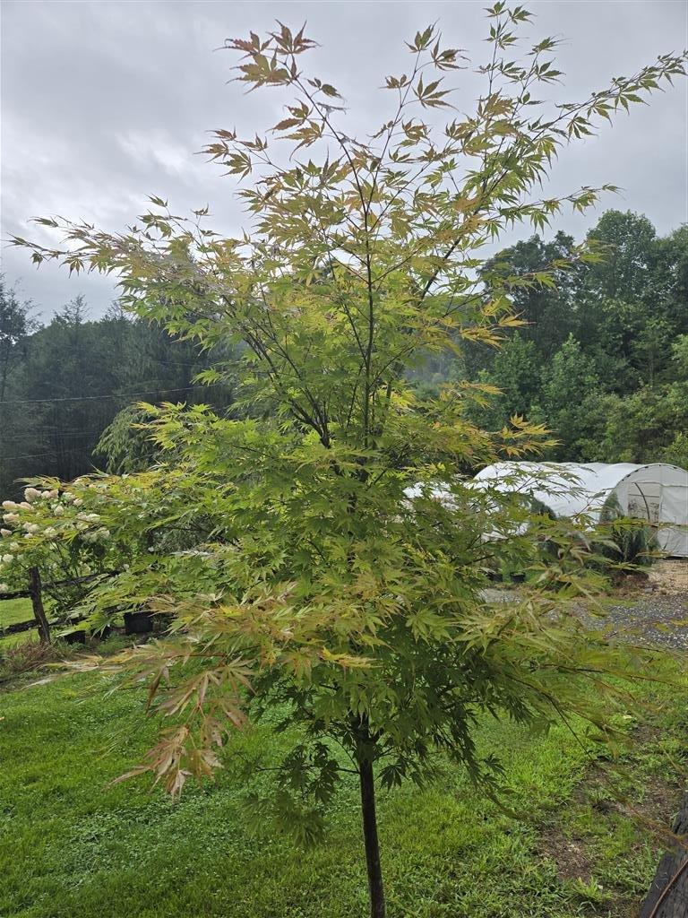 Acer Palmatum 'winter Orange' - View 28 from www redcrocus com