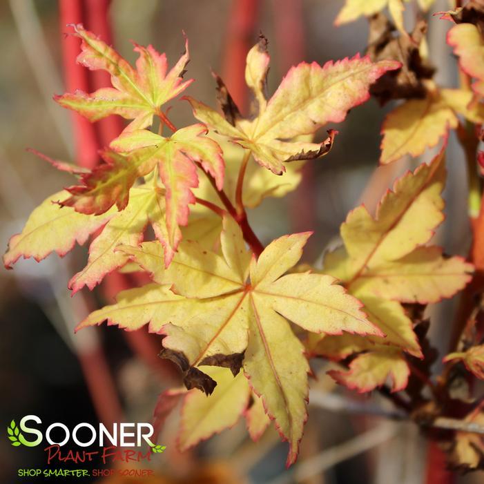 Acer Palmatum 'winter Orange' - View 29 from www redcrocus com