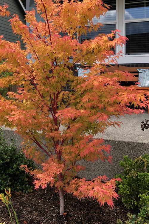 Acer Palmatum 'winter Orange' - View 2 from www redcrocus com