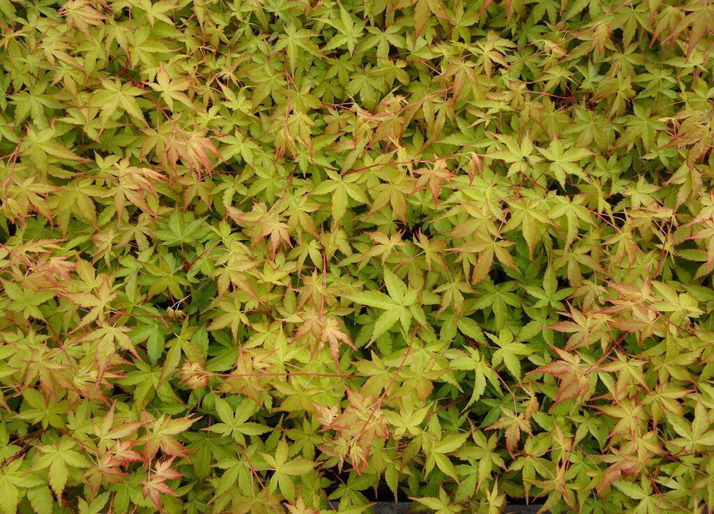 Acer Palmatum 'winter Orange' - View 30 from www redcrocus com