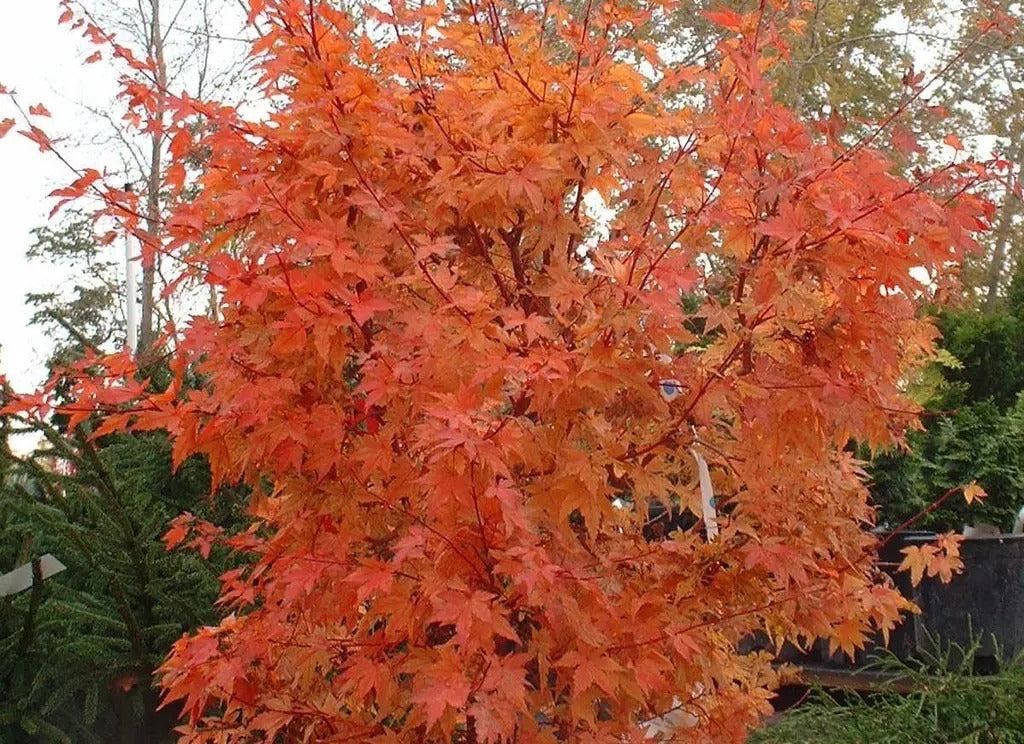 Acer Palmatum 'winter Orange' - View 31 from www redcrocus com