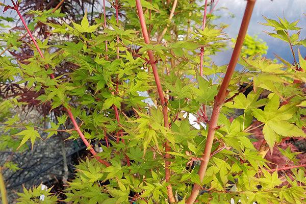 Acer Palmatum 'winter Orange' - View 3 from www redcrocus com