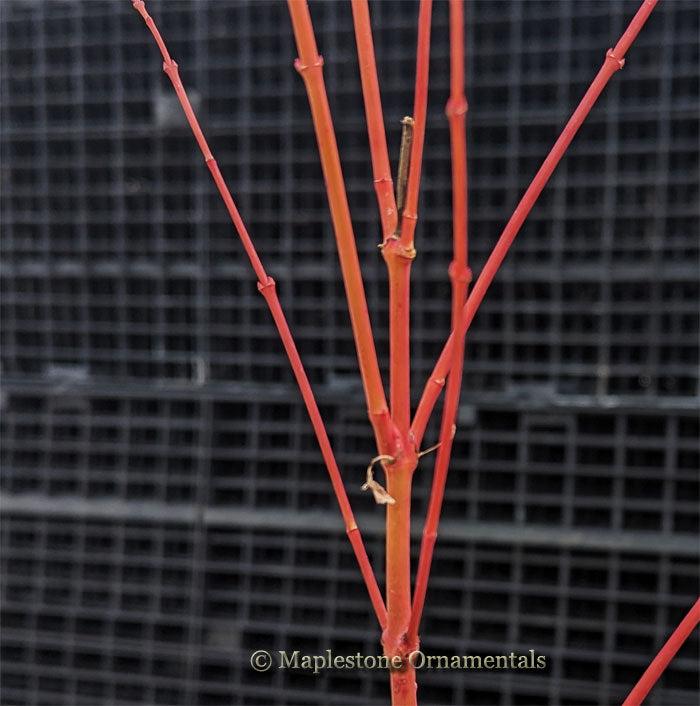 Acer Palmatum 'winter Orange' - View 4 from www redcrocus com
