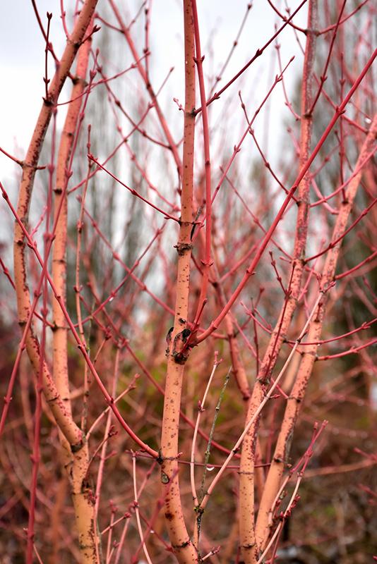 Acer Palmatum 'winter Orange' - View 5 from www redcrocus com