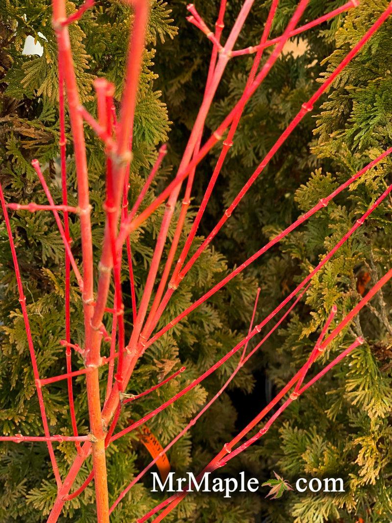 Acer Palmatum 'winter Orange' - View 7 from www redcrocus com