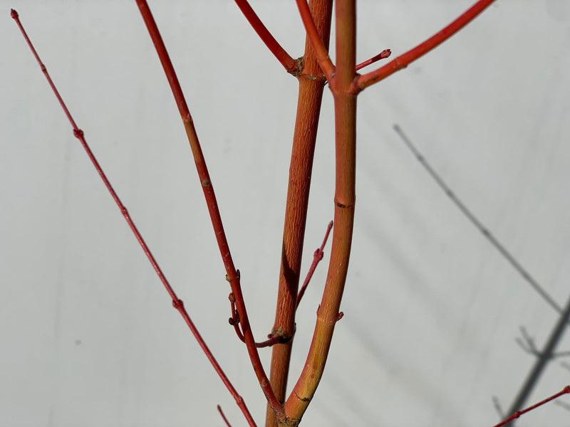 Acer Palmatum 'winter Orange' - View 8 from www redcrocus com