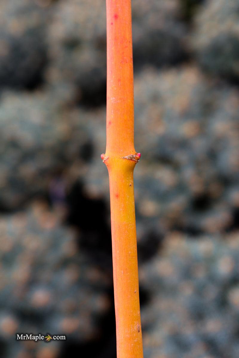 Acer Palmatum 'winter Orange' - View 9 from www redcrocus com