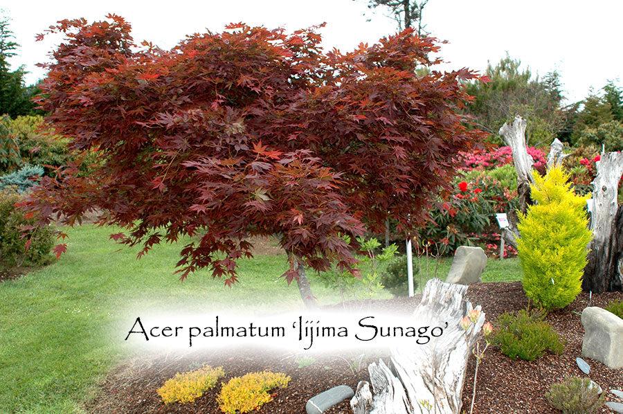 Acer Palmatum 'iijima Sunago' - View 10 from www redcrocus com