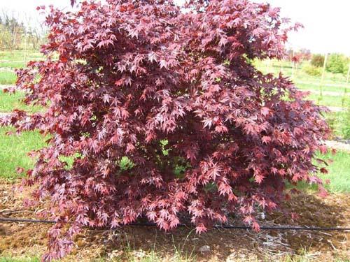 Acer Palmatum 'iijima Sunago' - View 11 from www redcrocus com