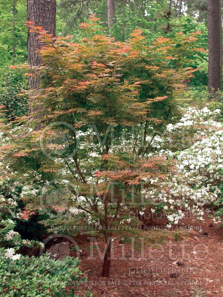 Acer Palmatum 'iijima Sunago' - View 13 from www redcrocus com