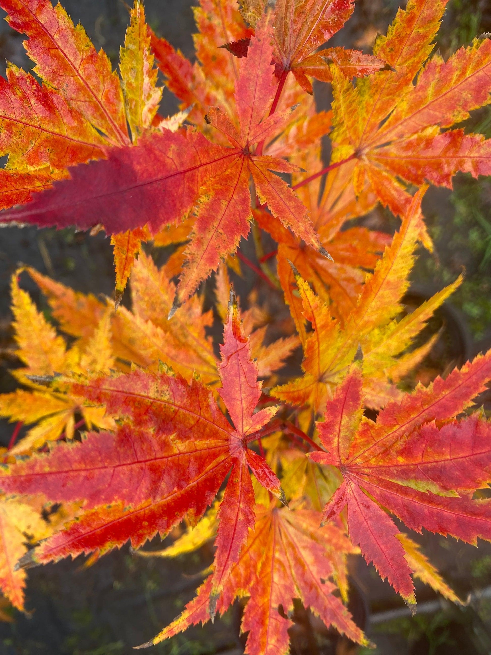 Acer Palmatum 'iijima Sunago' - View 14 from www redcrocus com