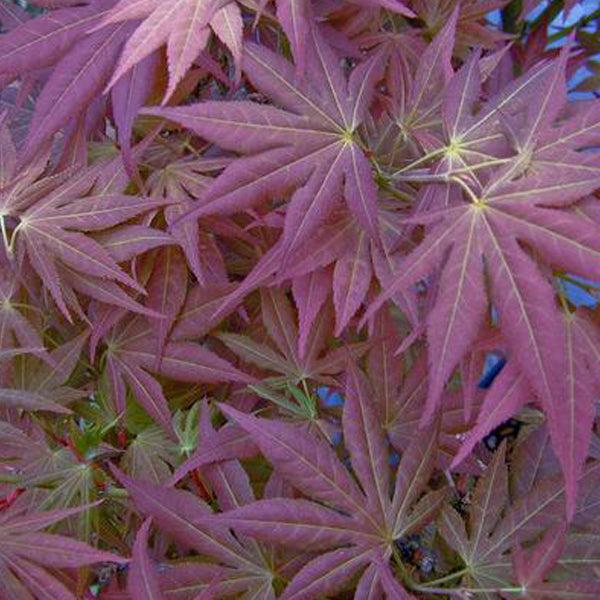 Acer Palmatum 'iijima Sunago' - View 15 from www redcrocus com