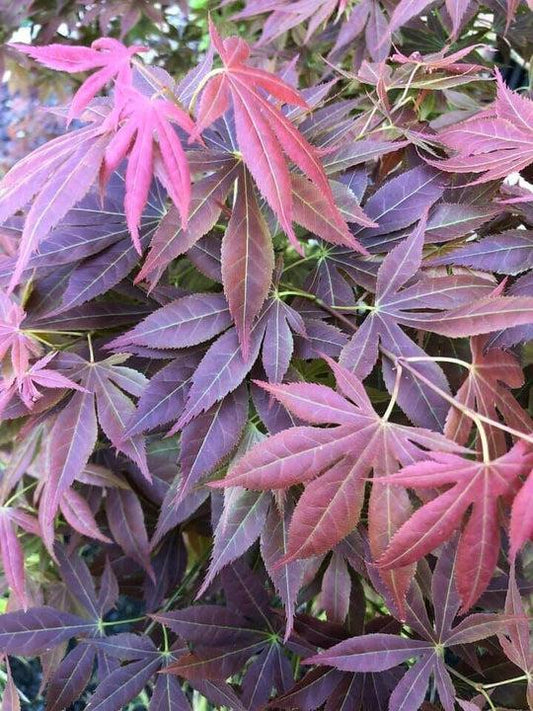Acer Palmatum 'iijima Sunago' - View 16 from www redcrocus com