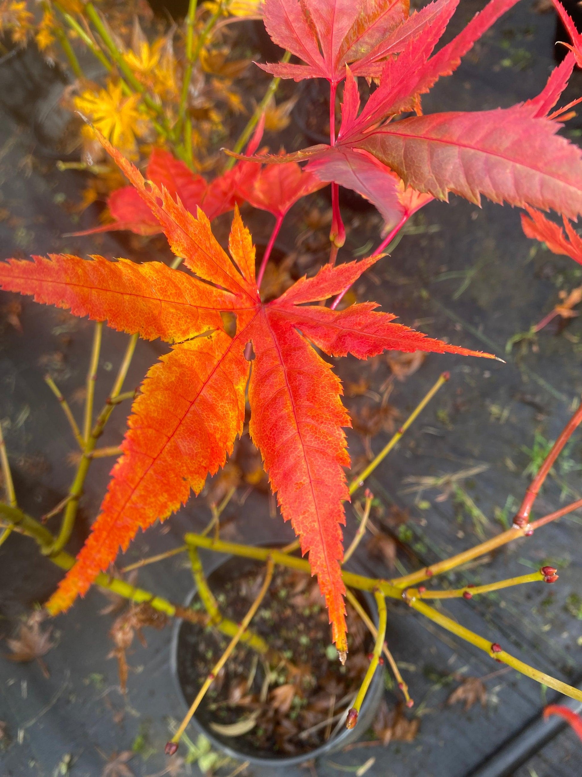 Acer Palmatum 'iijima Sunago' - View 19 from www redcrocus com