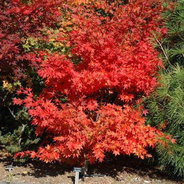 Acer Palmatum 'iijima Sunago' - View 1 from www redcrocus com