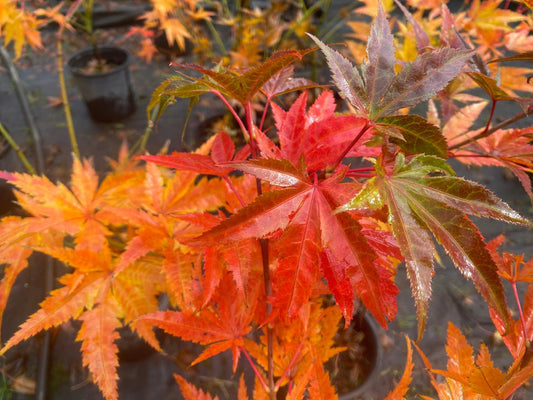 Acer Palmatum 'iijima Sunago' - View 20 from www redcrocus com