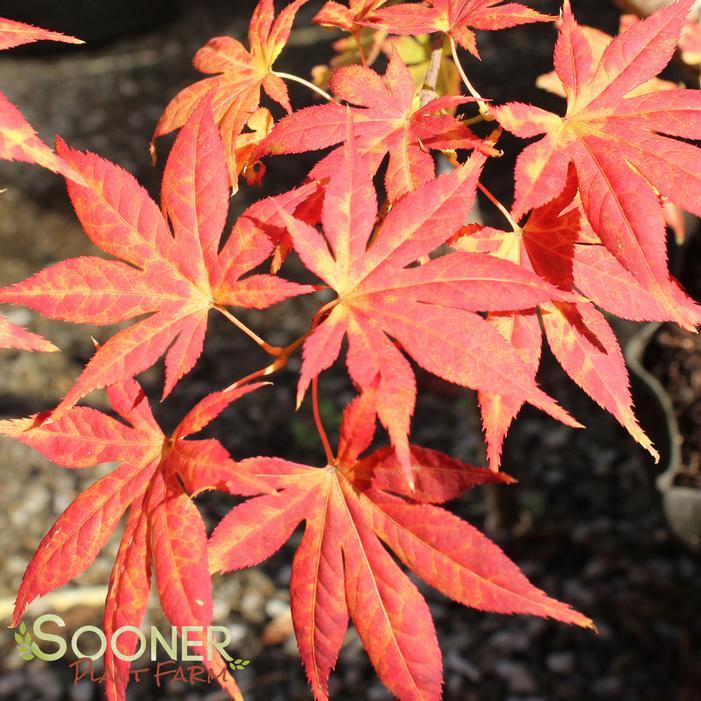 Acer Palmatum 'iijima Sunago' - View 22 from www redcrocus com