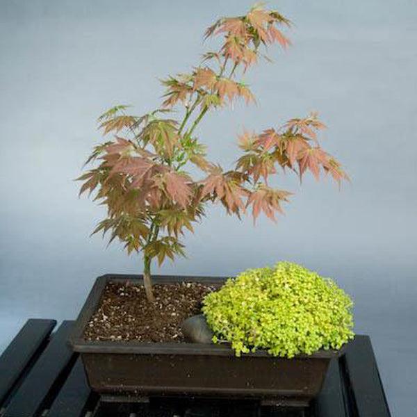 Acer Palmatum 'iijima Sunago' - View 23 from www redcrocus com