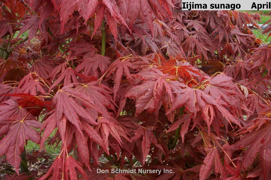Acer Palmatum 'iijima Sunago' - View 24 from www redcrocus com