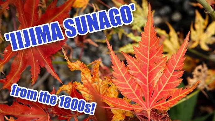 Acer Palmatum 'iijima Sunago' - View 25 from www redcrocus com