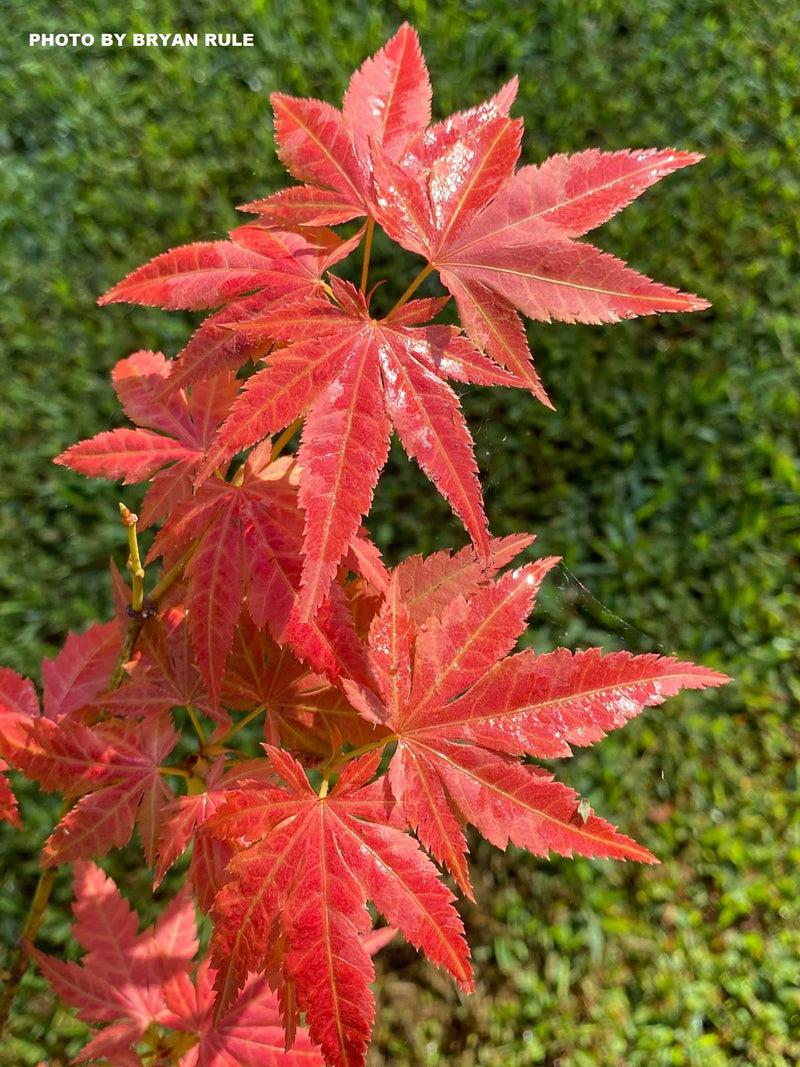 Acer Palmatum 'iijima Sunago' - View 26 from www redcrocus com