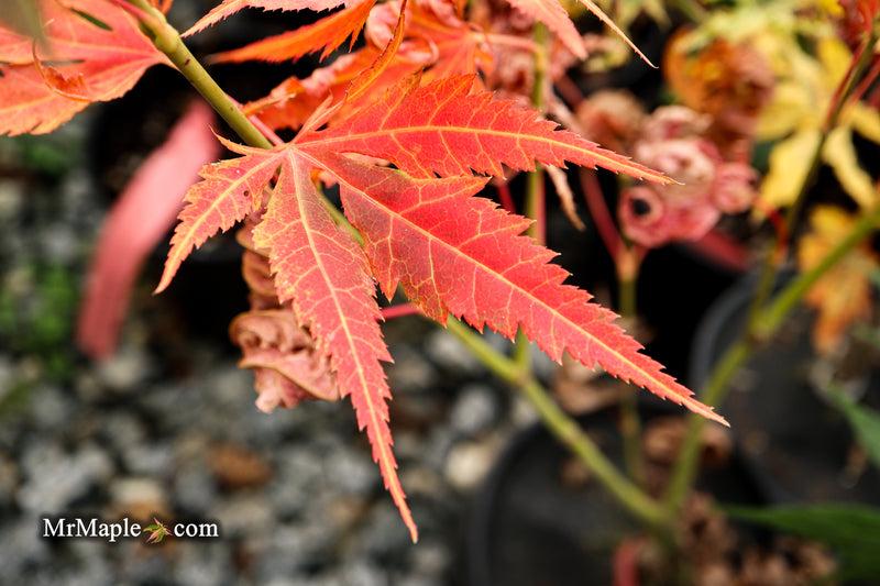 Acer Palmatum 'iijima Sunago' - View 28 from www redcrocus com