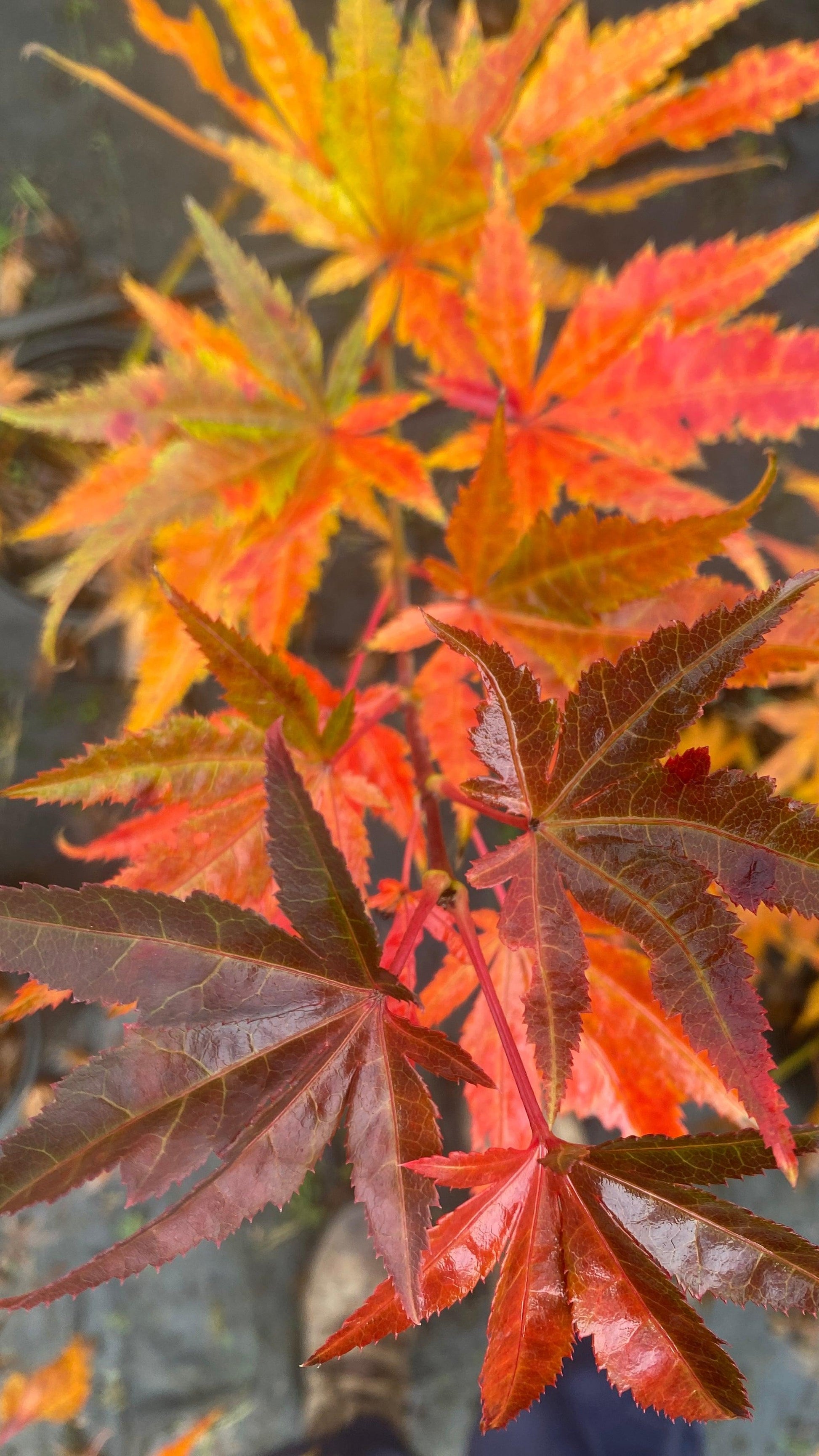 Acer Palmatum 'iijima Sunago' - View 29 from www redcrocus com