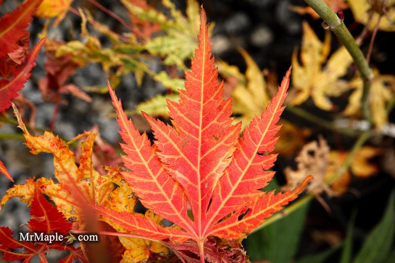 Acer Palmatum 'iijima Sunago' - View 30 from www redcrocus com