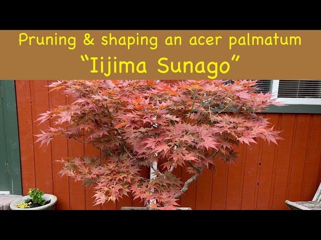 Acer Palmatum 'iijima Sunago' - View 33 from www redcrocus com