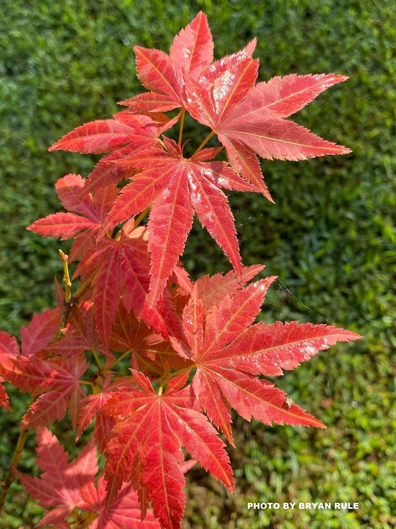 Acer Palmatum 'iijima Sunago' - View 34 from www redcrocus com