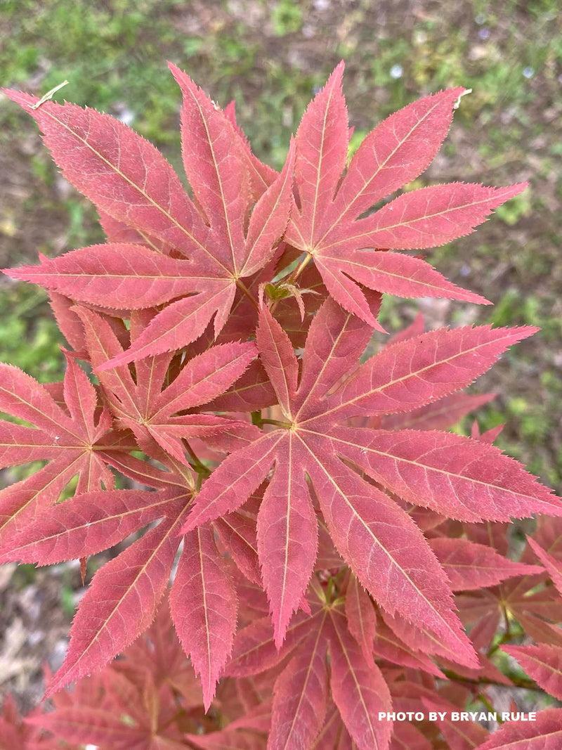 Acer Palmatum 'iijima Sunago' - View 35 from www redcrocus com