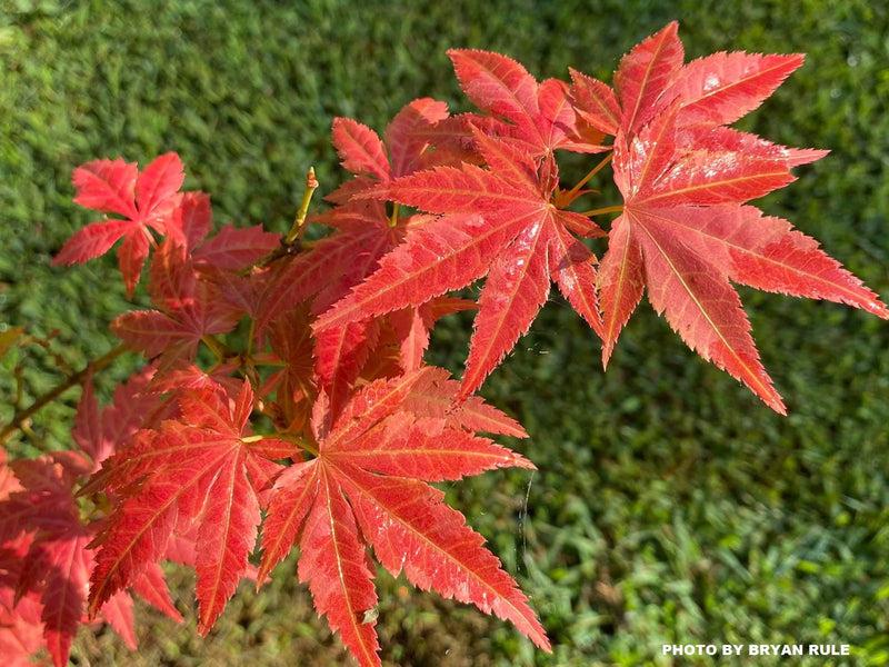 Acer Palmatum 'iijima Sunago' - View 37 from www redcrocus com