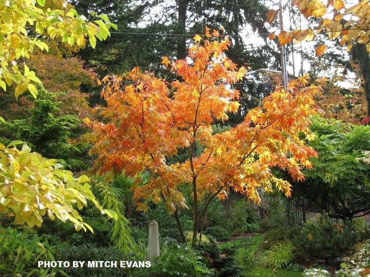 Acer Palmatum 'iijima Sunago' - View 3 from www redcrocus com