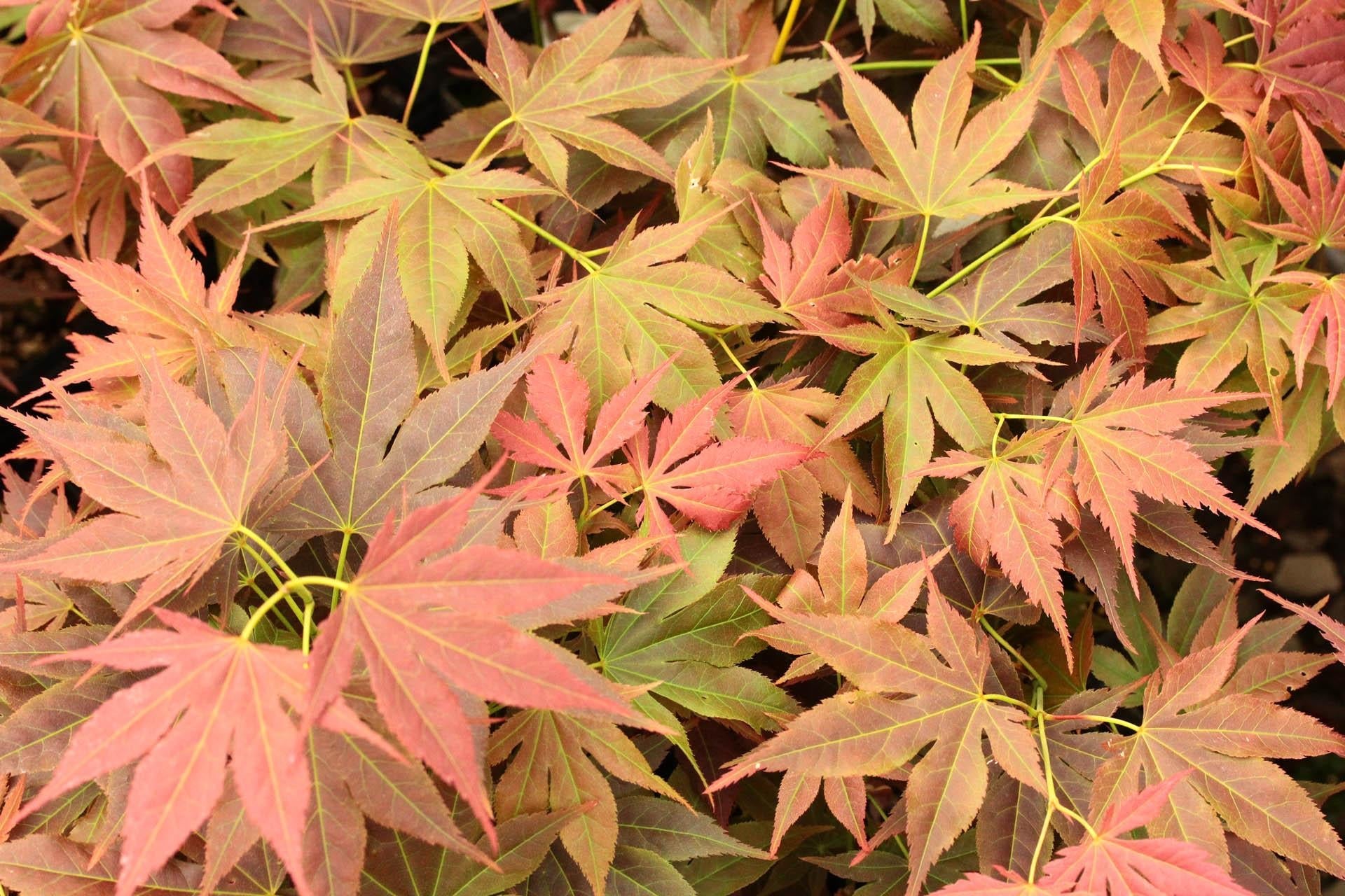 Acer Palmatum 'iijima Sunago' - View 4 from www redcrocus com