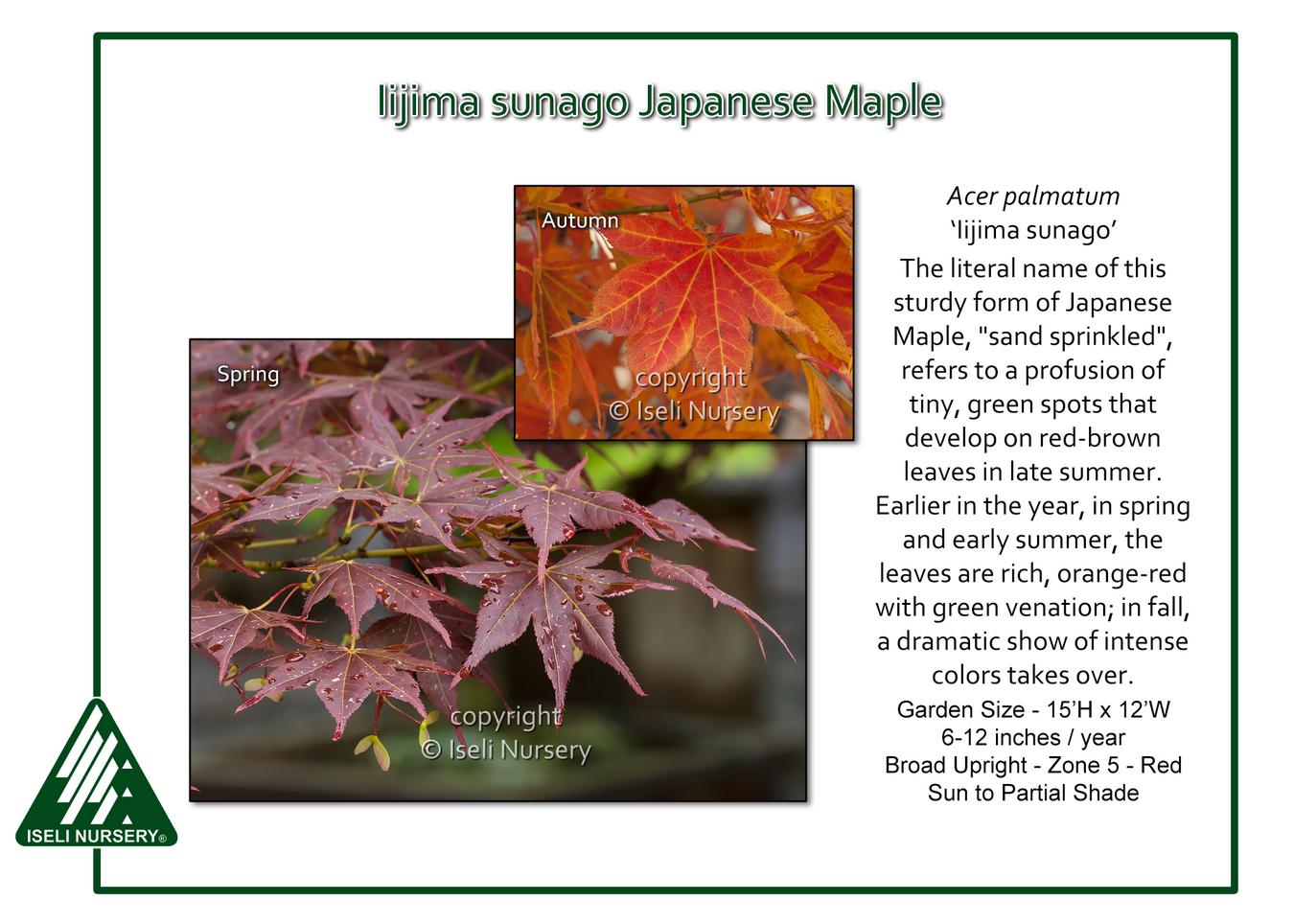 Acer Palmatum 'iijima Sunago' - View 5 from www redcrocus com