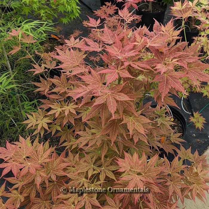 Acer Palmatum 'iijima Sunago' - View 7 from www redcrocus com