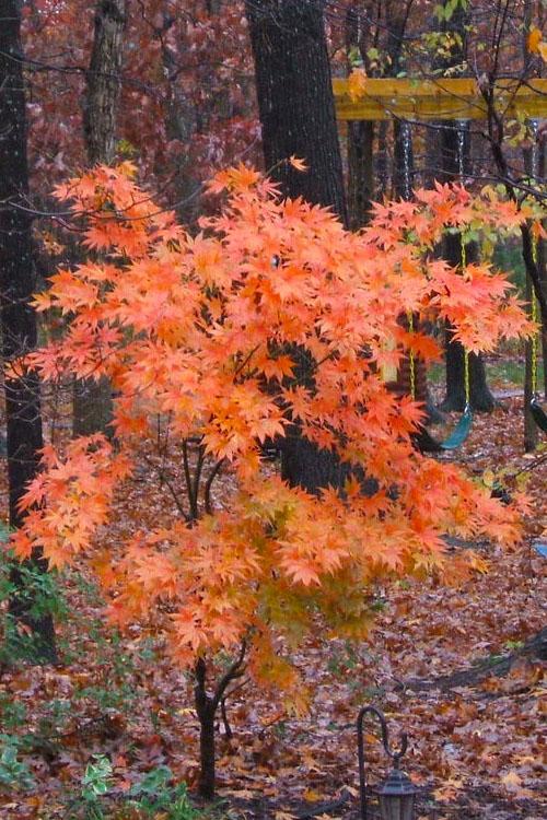 Acer Palmatum 'iijima Sunago' - View 9 from www redcrocus com