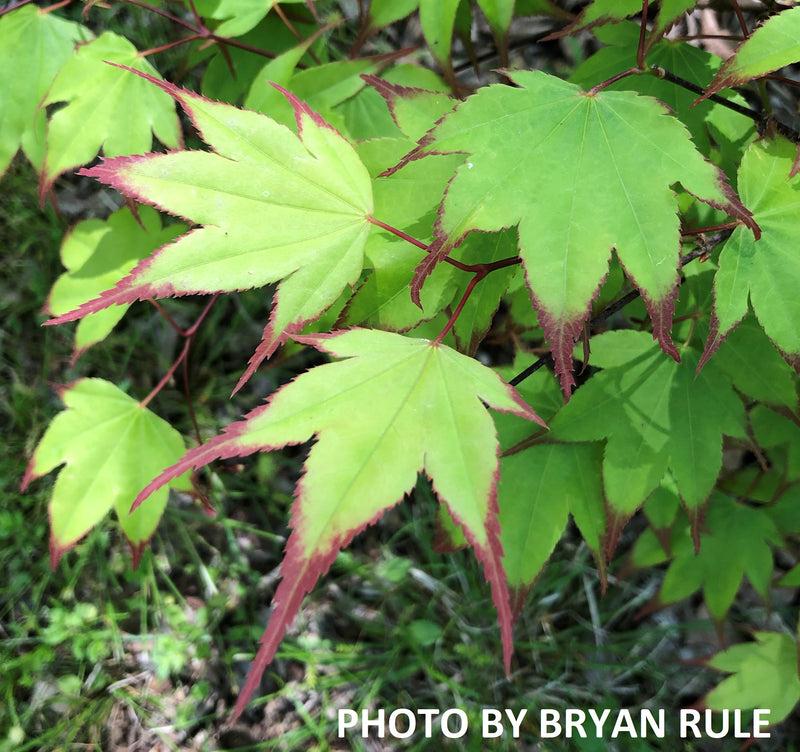Acer Palmatum 'tsumi Gaki' - View 10 from www redcrocus com