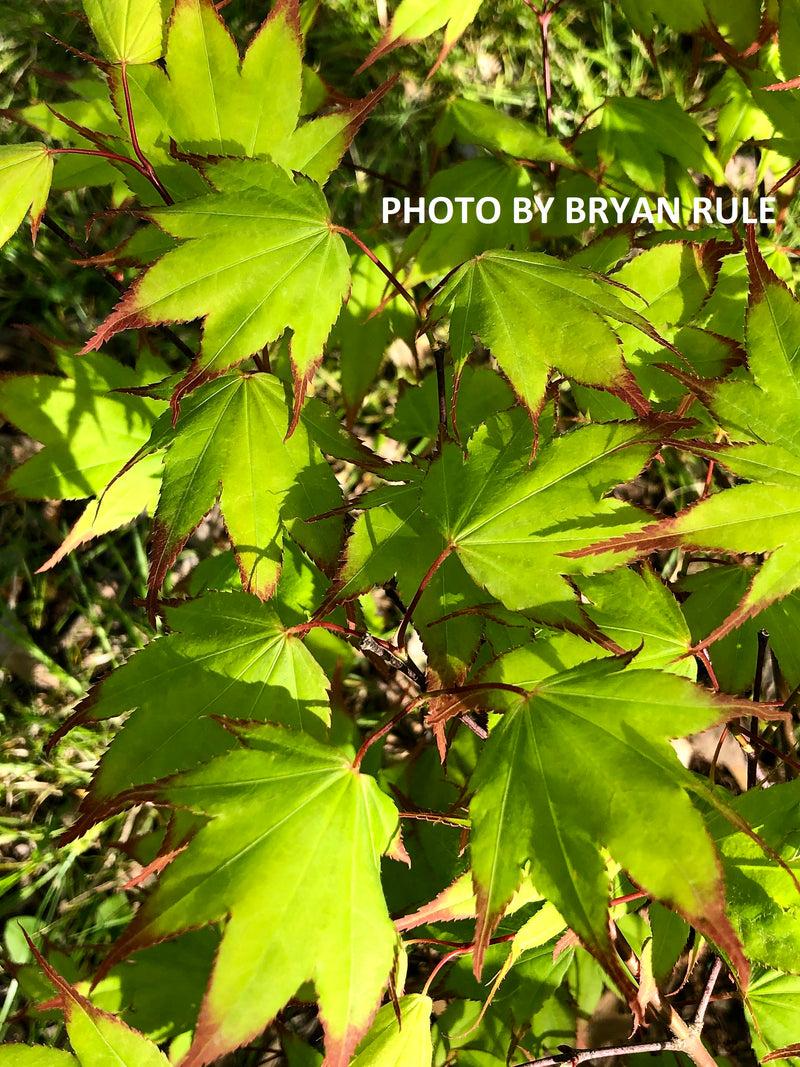 Acer Palmatum 'tsumi Gaki' - View 11 from www redcrocus com
