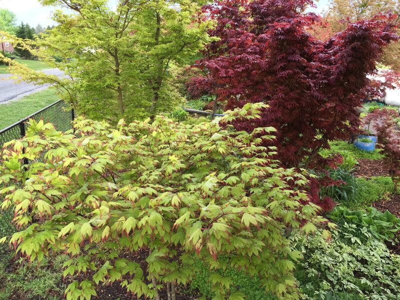 Acer Palmatum 'tsumi Gaki' - View 13 from www redcrocus com