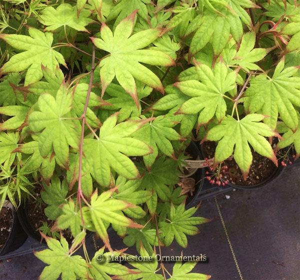 Acer Palmatum 'tsumi Gaki' - View 15 from www redcrocus com