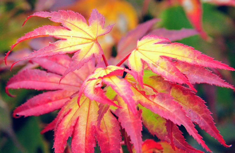 Acer Palmatum 'tsumi Gaki' - View 16 from www redcrocus com