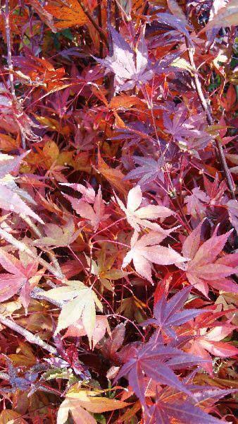 Acer Palmatum 'tsumi Gaki' - View 17 from www redcrocus com
