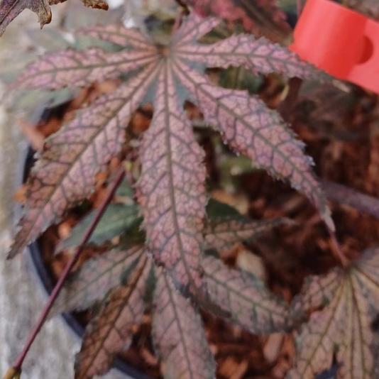Acer Palmatum 'tsumi Gaki' - View 18 from www redcrocus com