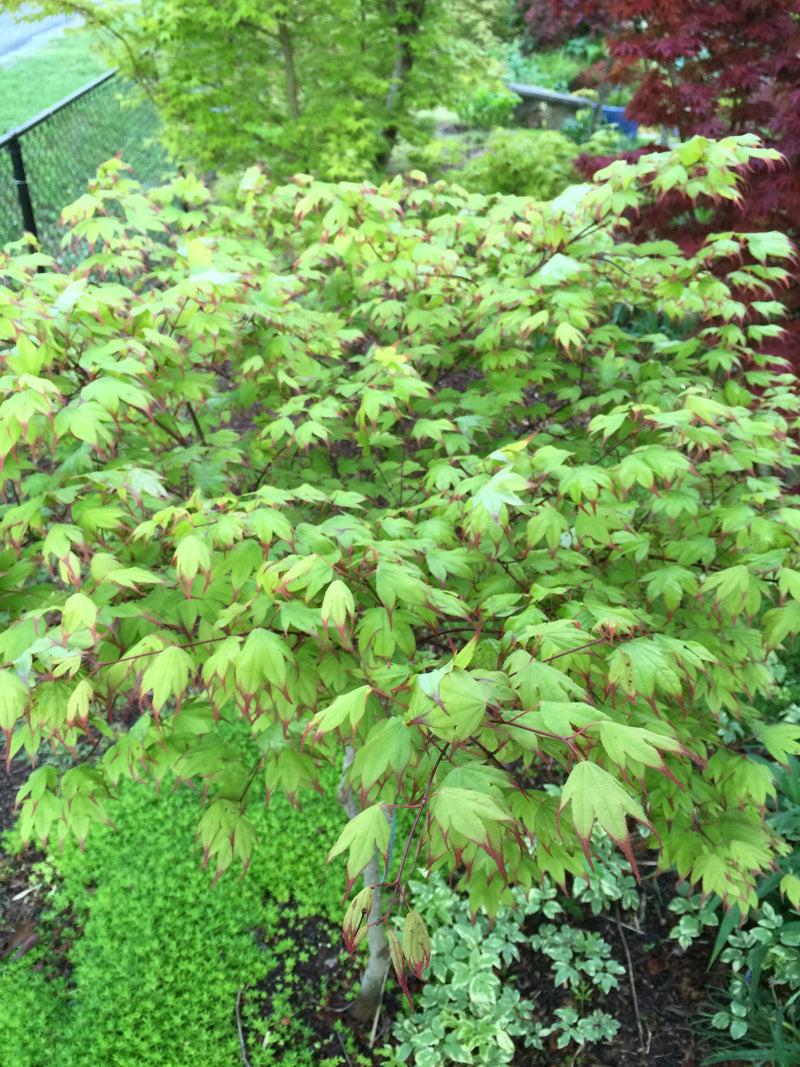 Acer Palmatum 'tsumi Gaki' - View 1 from www redcrocus com