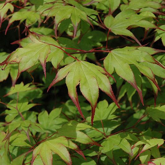 Acer Palmatum 'tsumi Gaki' - View 21 from www redcrocus com